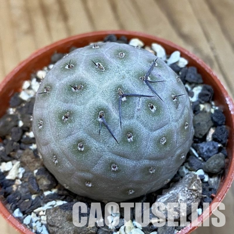 SH34883 Tephrocactus geometricus