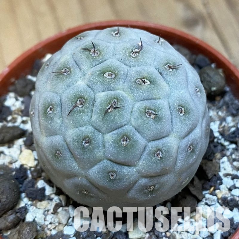 SH34884 Tephrocactus geometricus