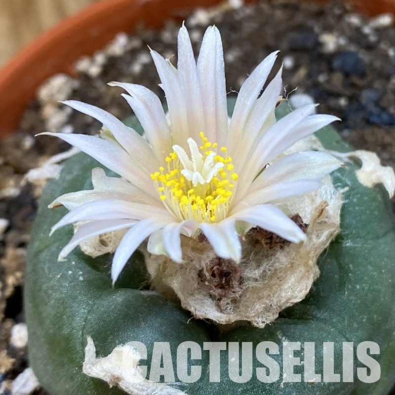 SH34885 Anhalonium koehresii , 10 years old