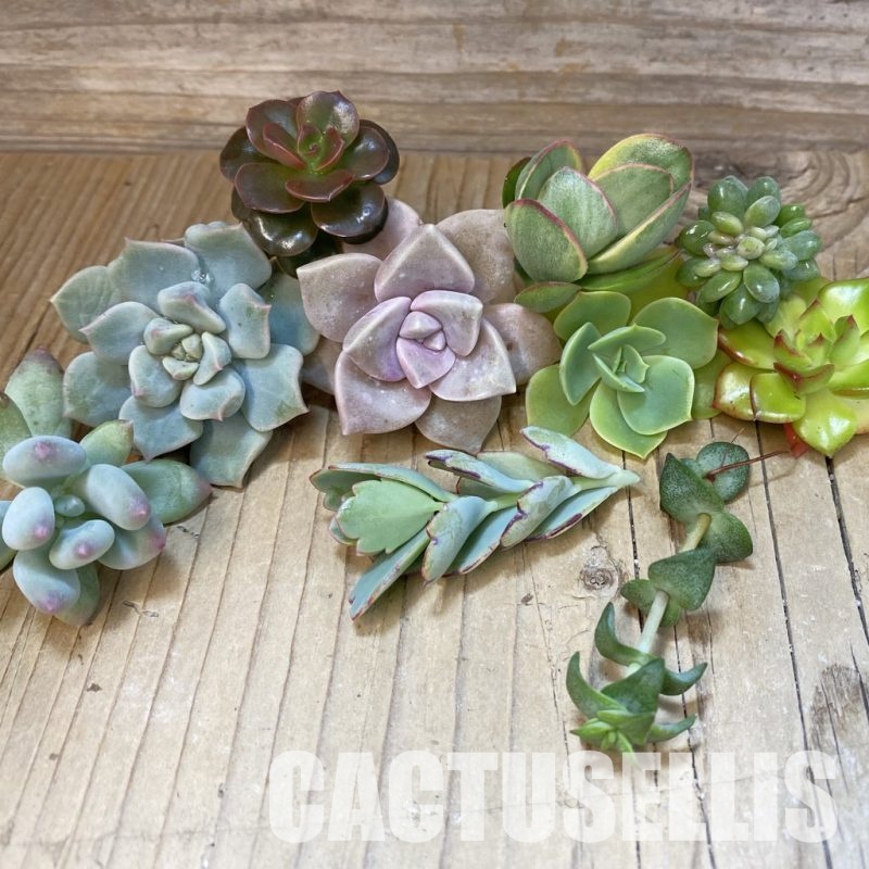 SH34914 Succulents mix, cuted