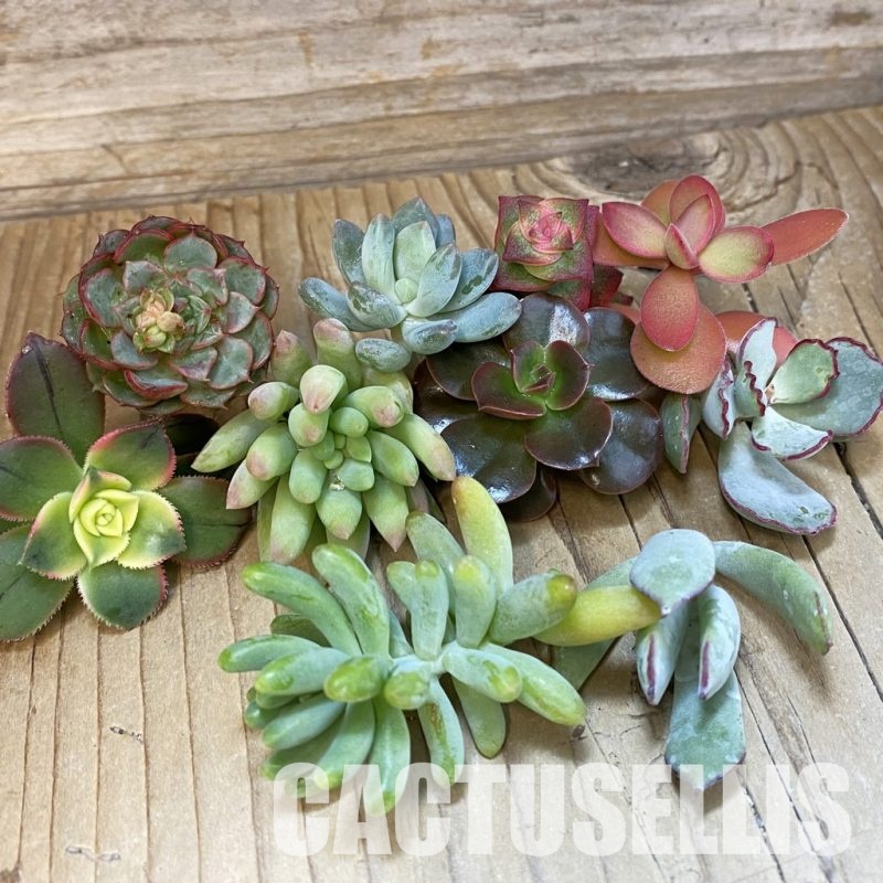 SH34915 Succulents mix, cuted