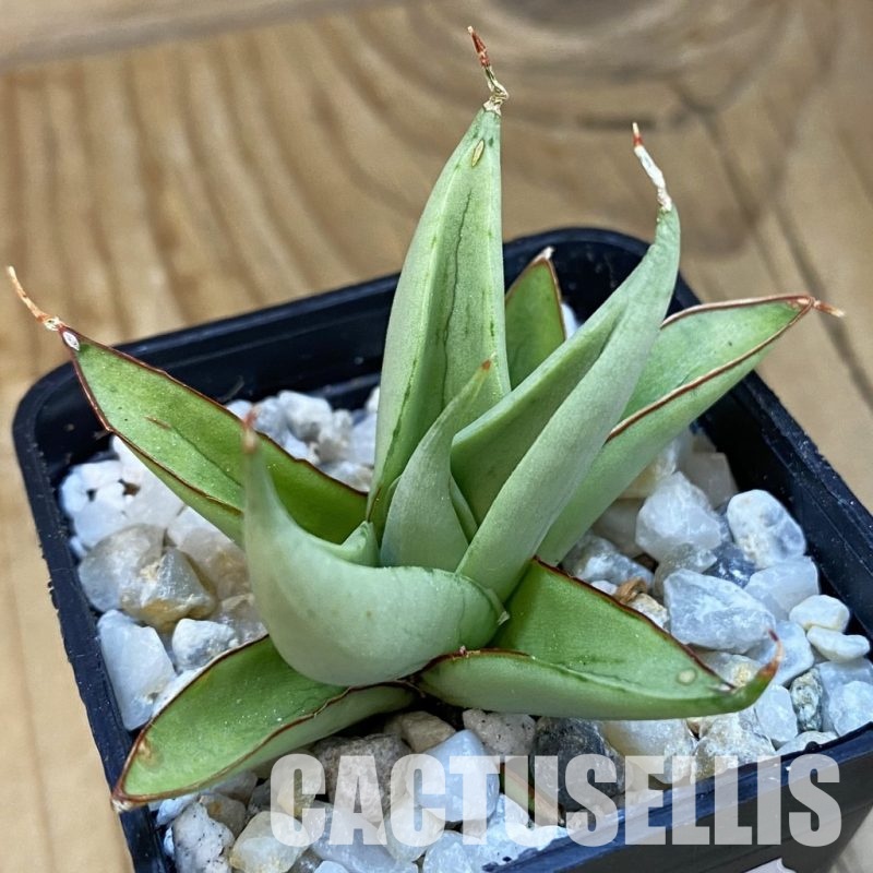 SH34830 Sansevieria 'Flame’