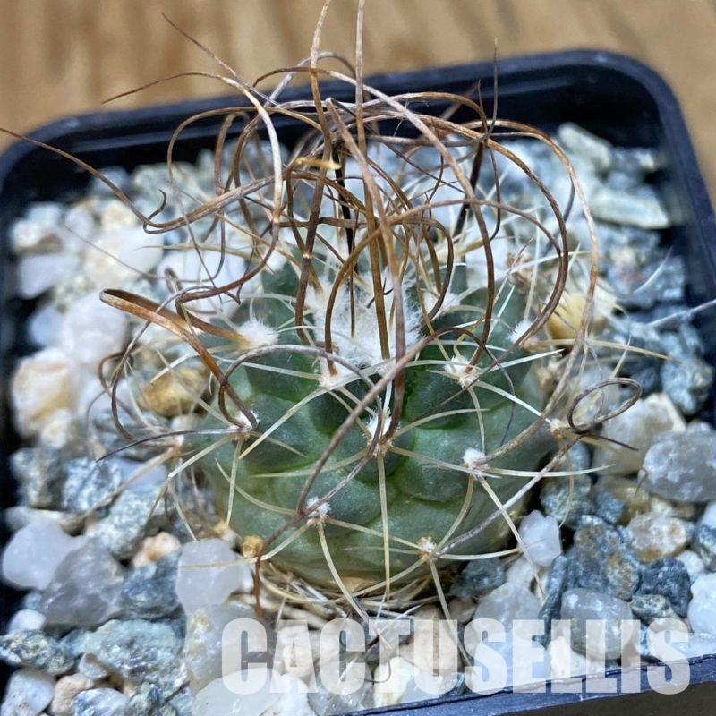 SH35004 Turbinicarpus graminispinus VM 817