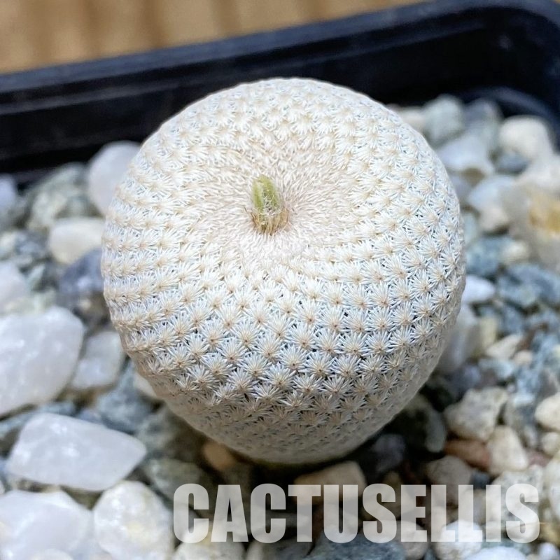SH34945 Epithelantha bokei MMR 287