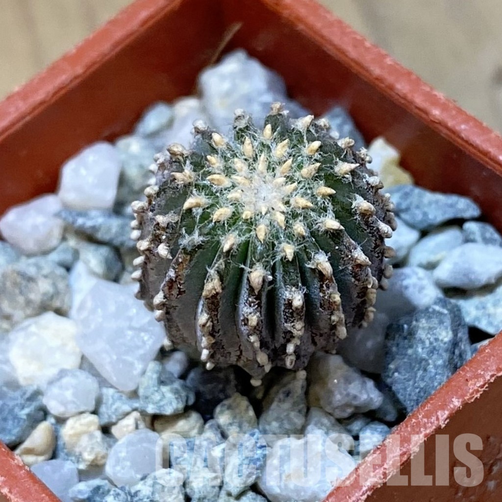 SH34946 Geohintonia mexicana