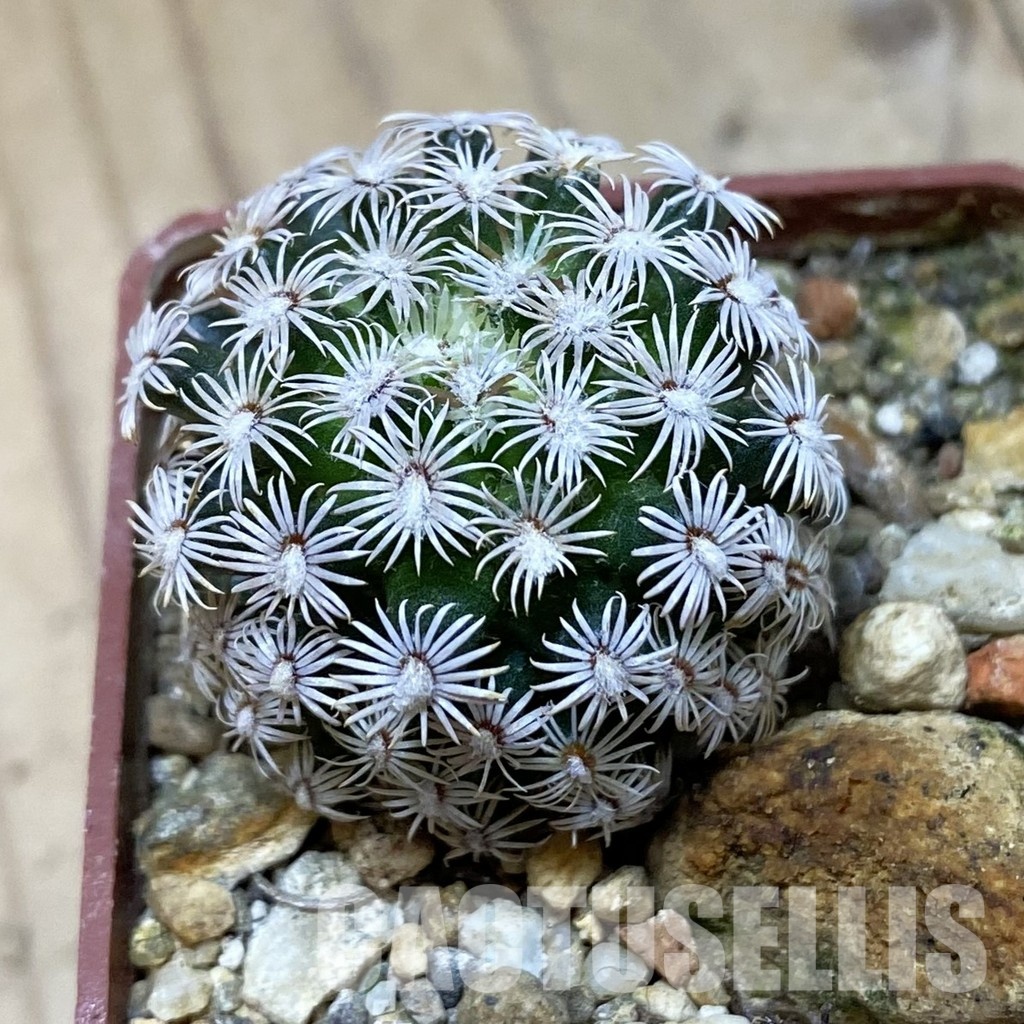 SH34947 Mammillaria hernandezii