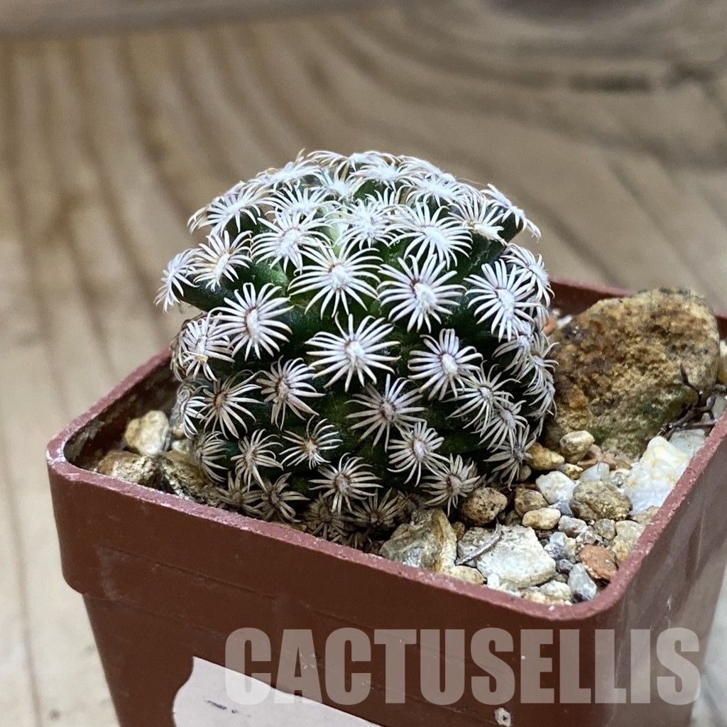 SH34947 Mammillaria hernandezii - immagine 2