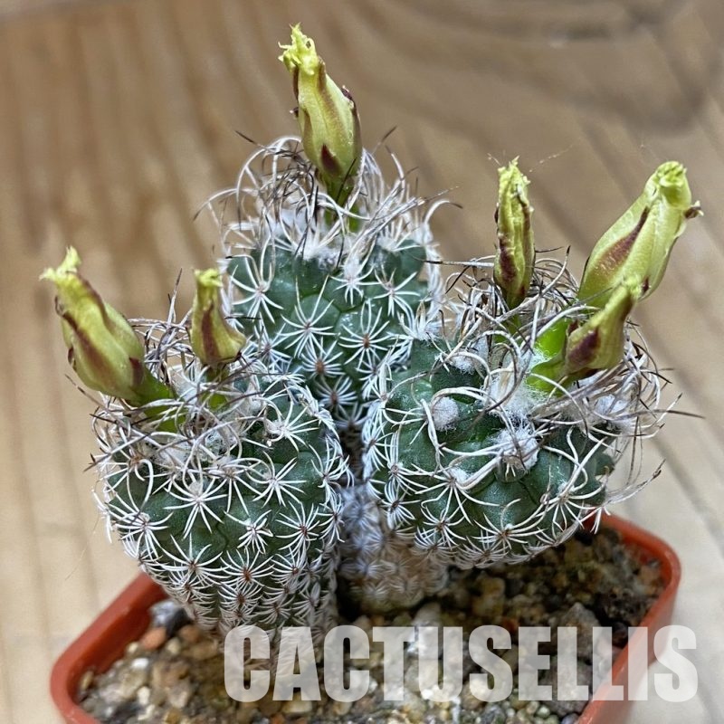SH34948 Turbinicarpus krainzianus