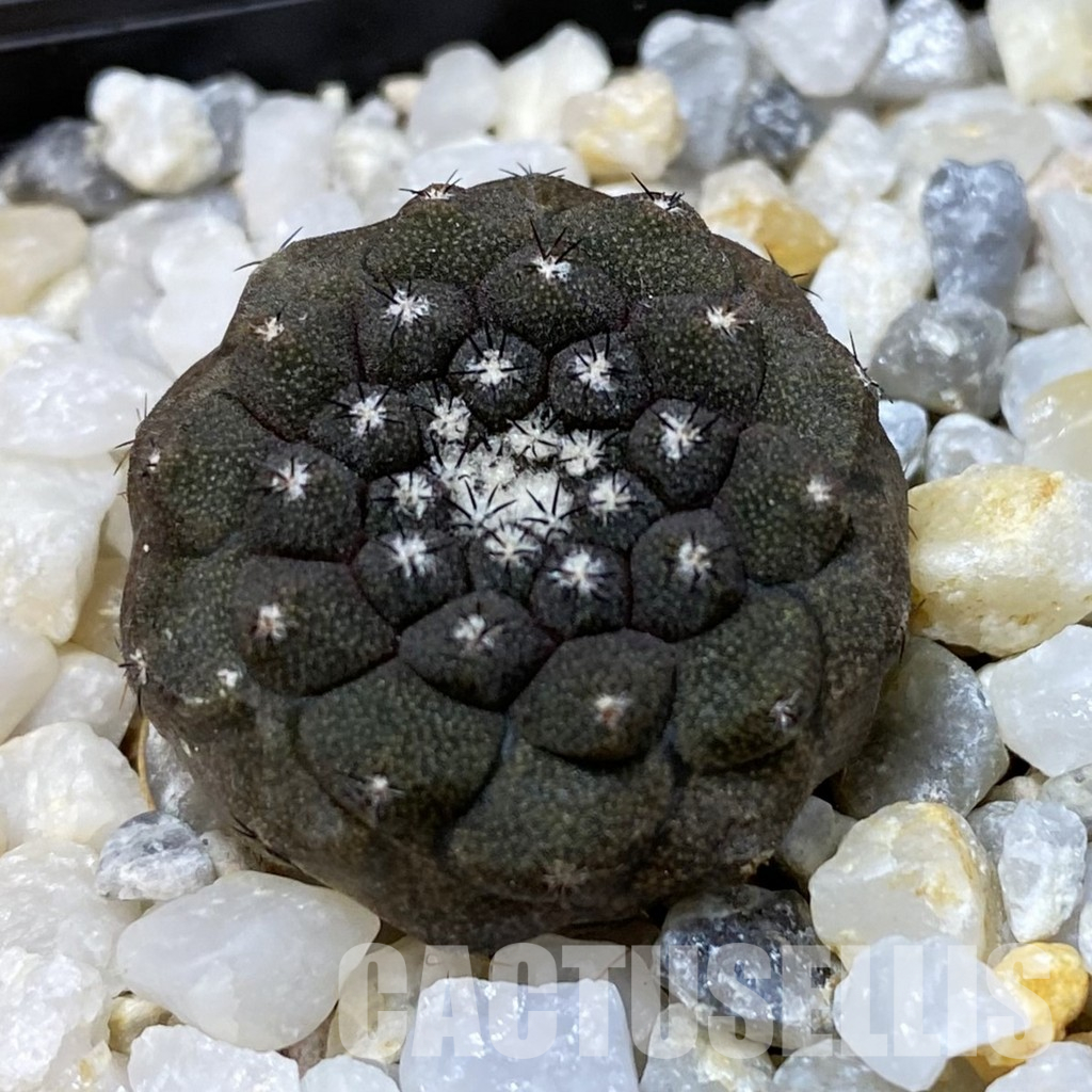 SH34949 Copiapoa hypogaea -Balneario Portofino-