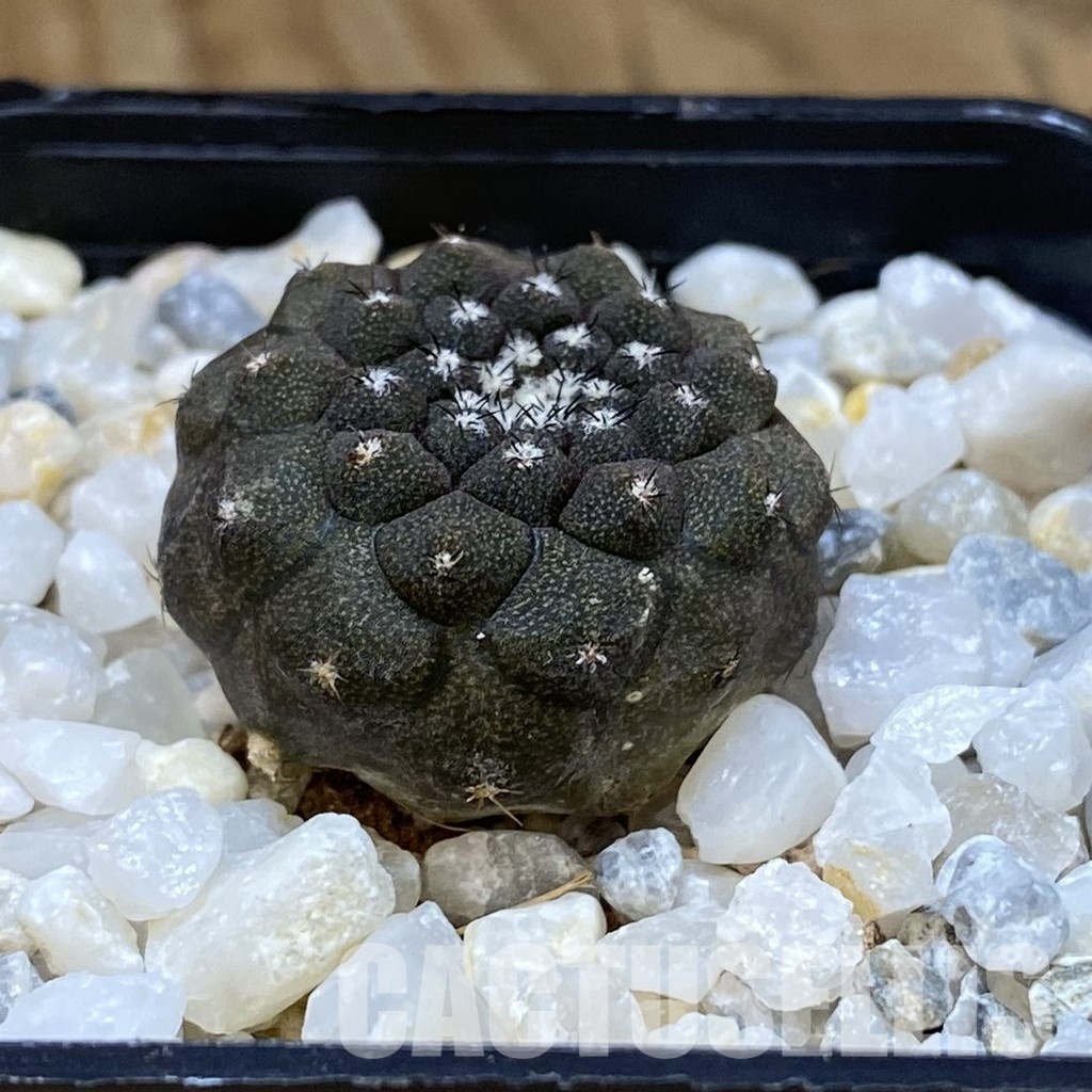 SH34949 Copiapoa hypogaea -Balneario Portofino- - Image 2