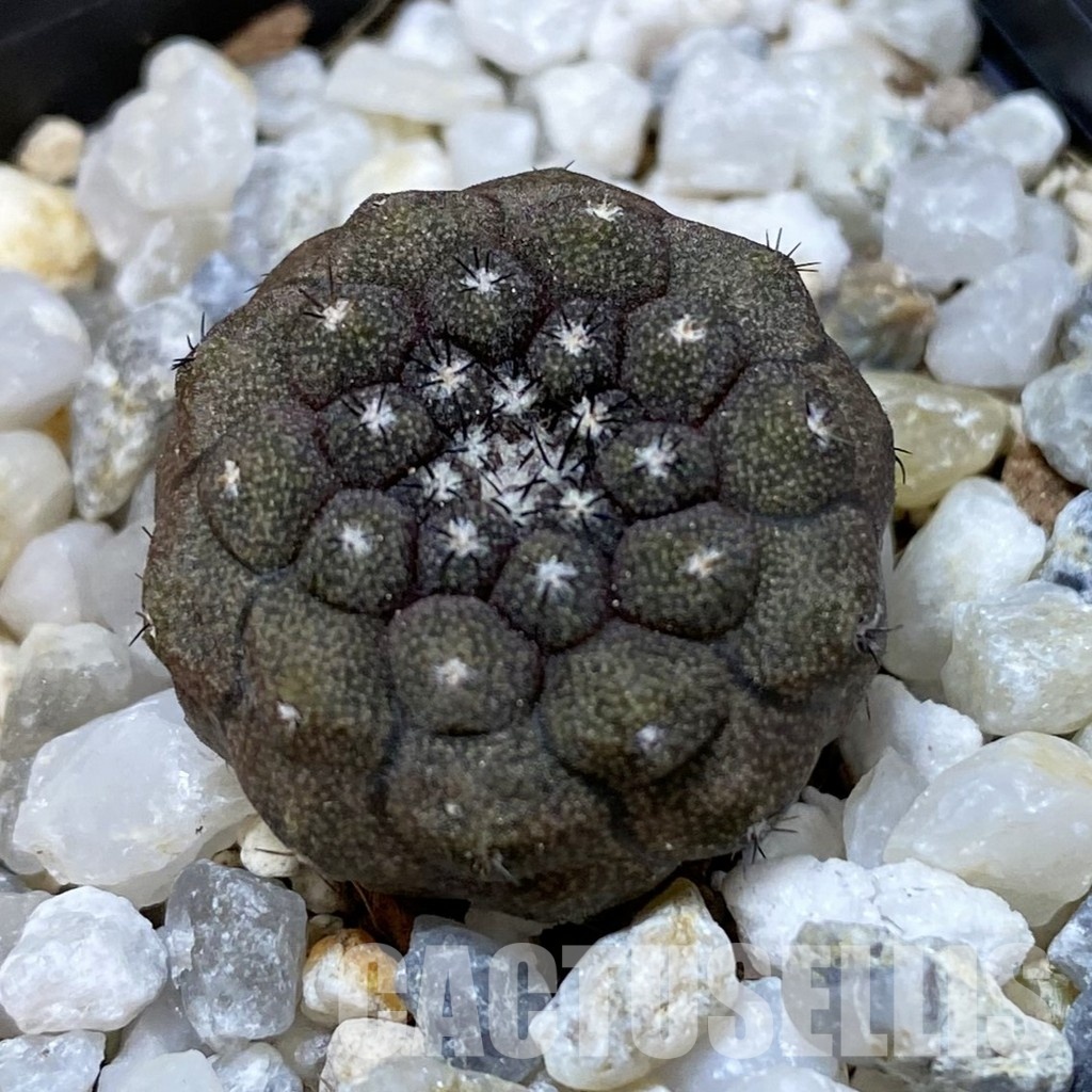 SH34950 Copiapoa hypogaea -Balneario Portofino-