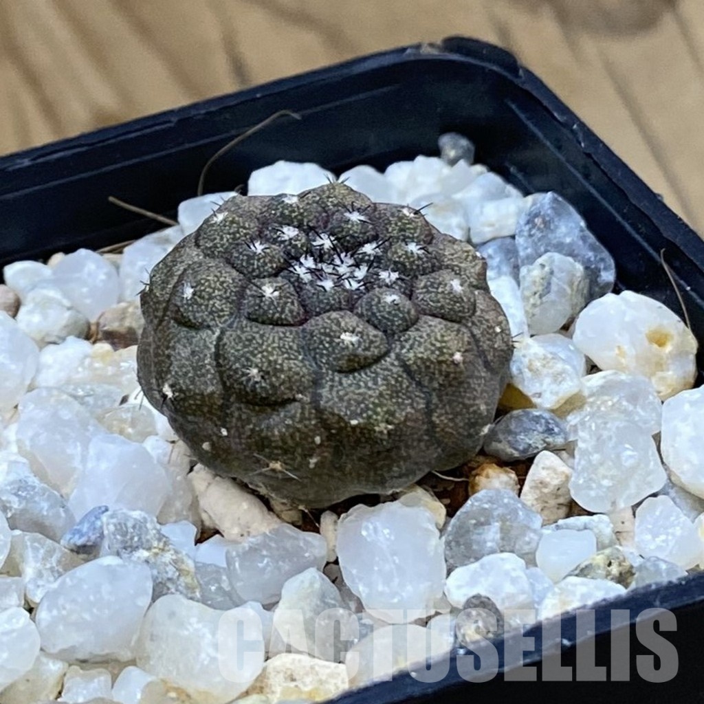SH34950 Copiapoa hypogaea -Balneario Portofino- - Image 2