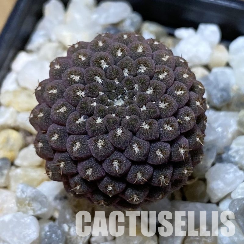 SH34951 Thelocephala esmeraldana PV 1935