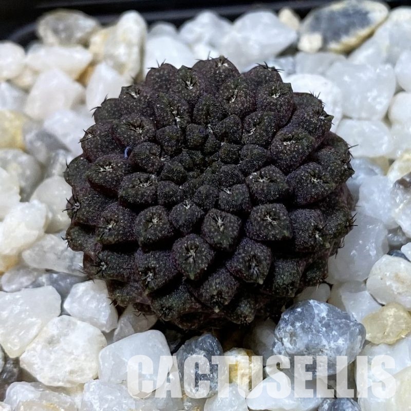 SH34952 Thelocephala esmeraldana PV 1935