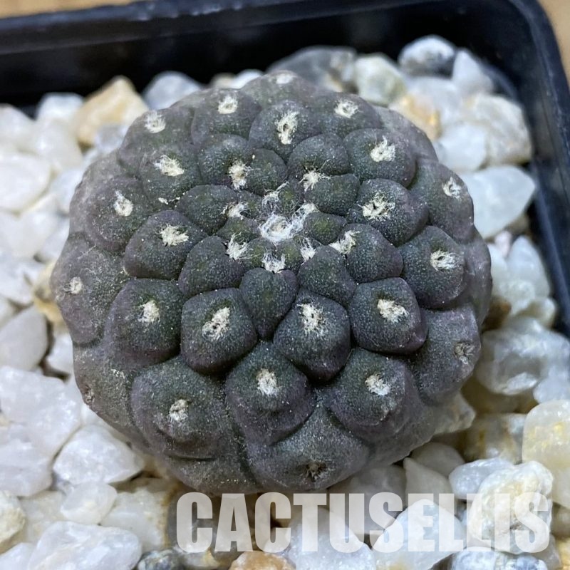SH34956 Thelocephala napina PV 2050