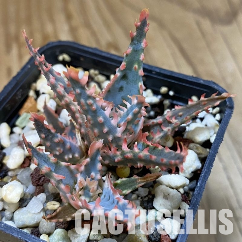 SH34964 Aloe TCT hybrid