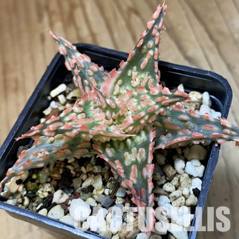 SH34965 Aloe TCT hybrid