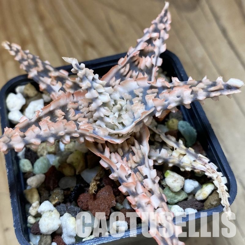 SH34966 Aloe TCT hybrid