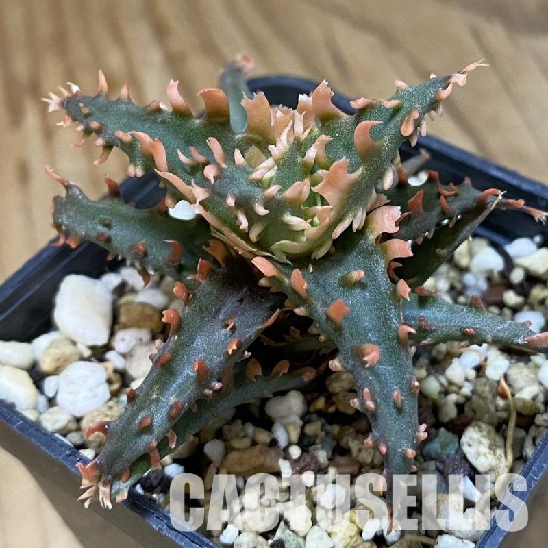 SH34967 Aloe TCT hybrid