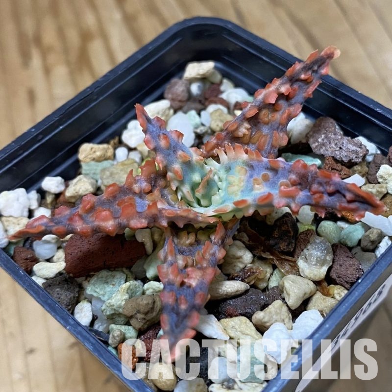 SH34968 Aloe TCT hybrid