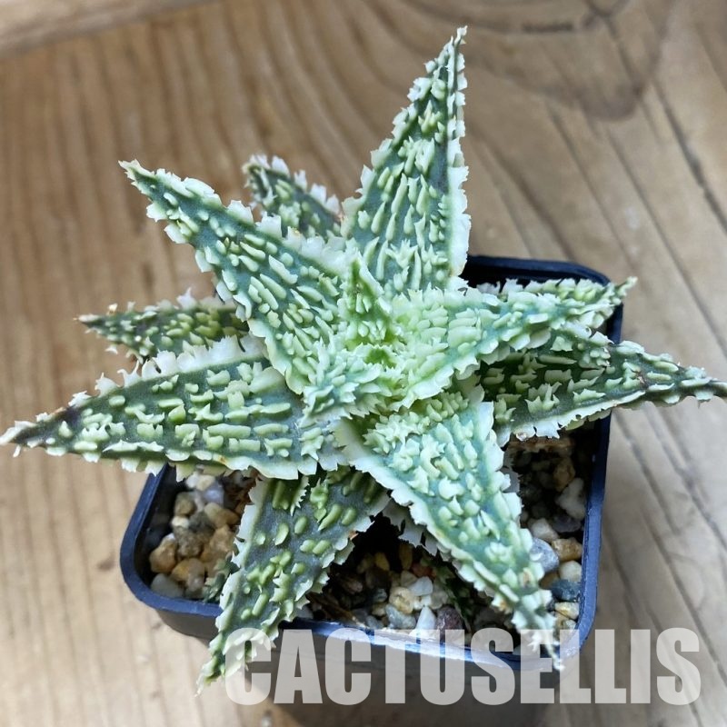 SH34969 Aloe TCT hybrid