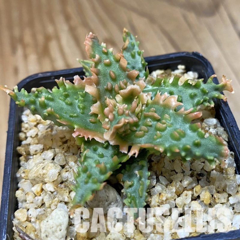 SH34970 Aloe TCT hybrid