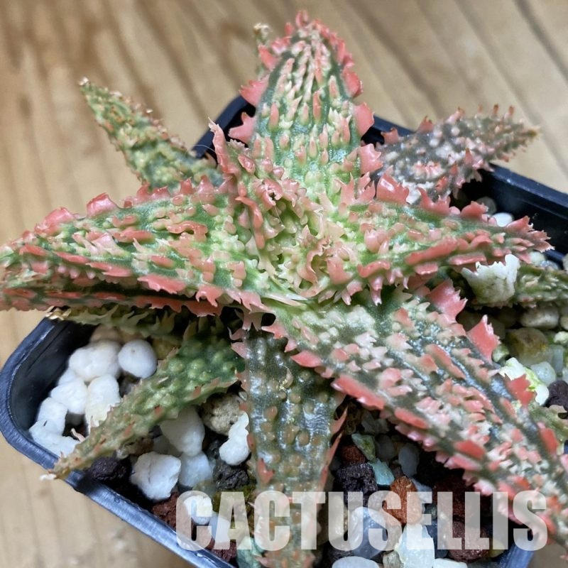 SH34971 Aloe TCT hybrid