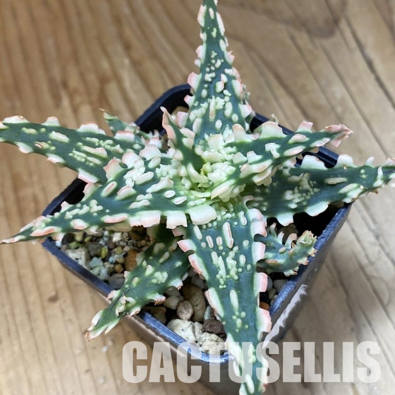 SH34972 Aloe TCT hybrid