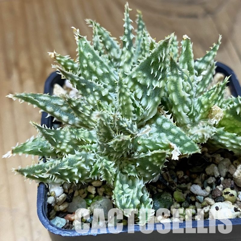 SH34973 Aloe hybrid f. cristata