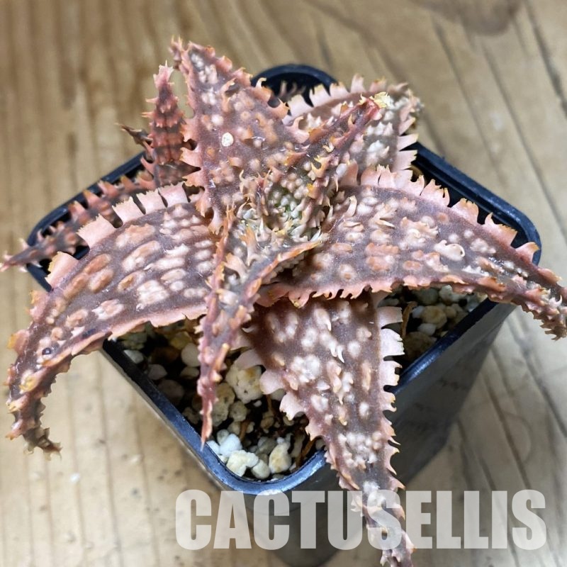 SH34974 Aloe TCT hybrid