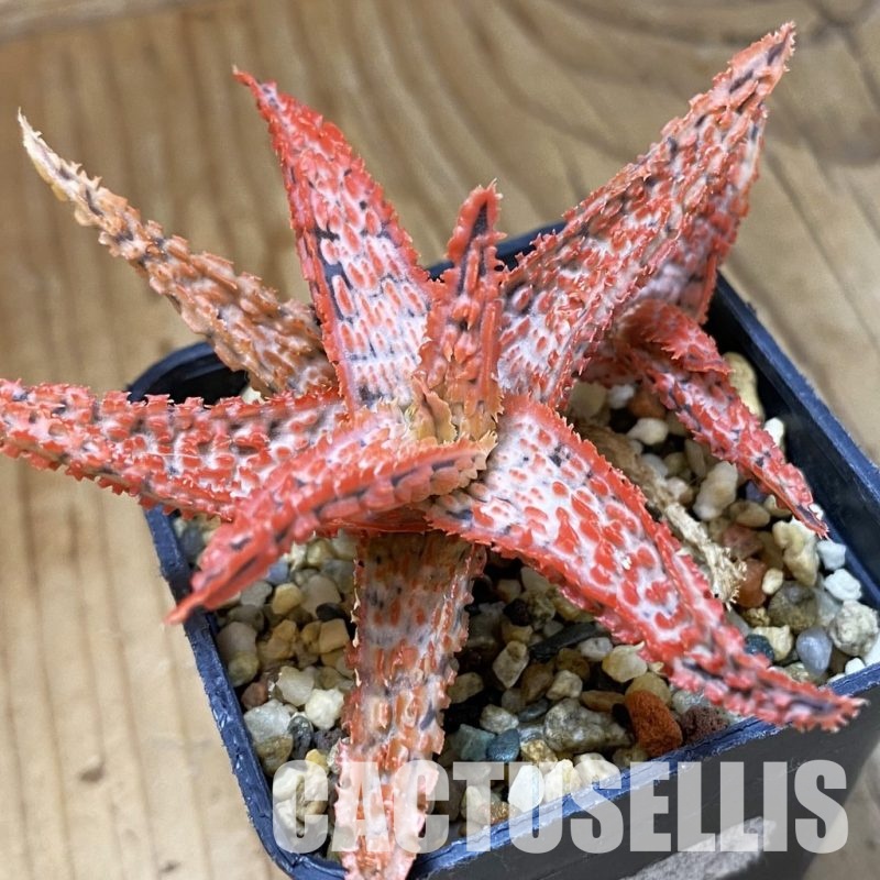 SH34975 Aloe TCT hybrid