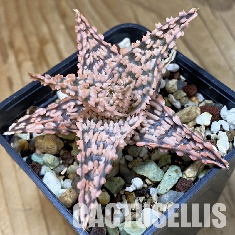 SH34976 Aloe TCT hybrid