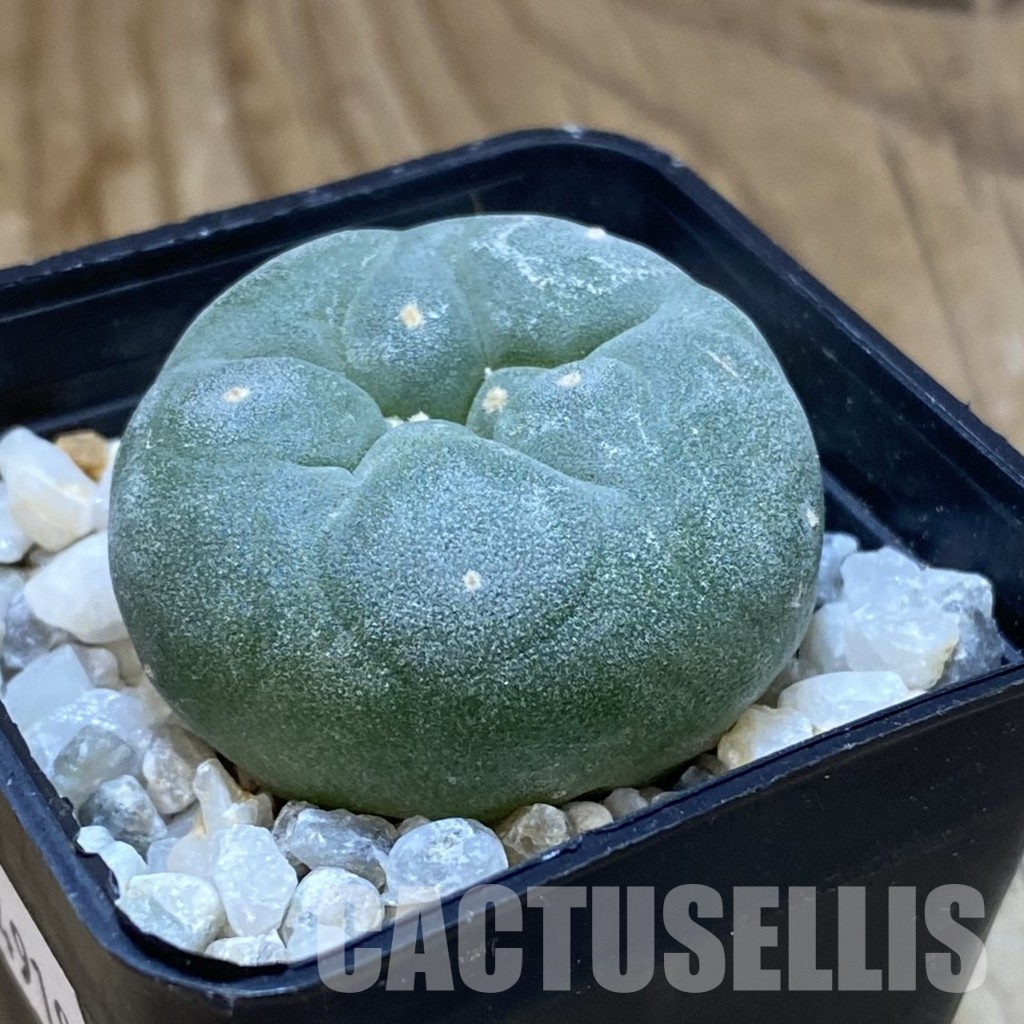 SH34919 Anhalonium frichii RS 404 - Image 2