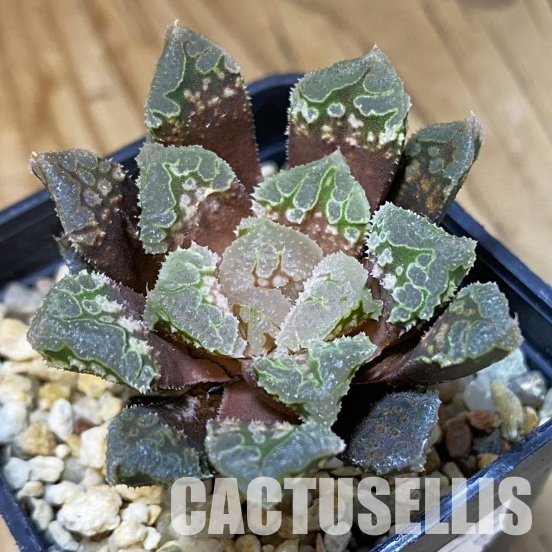 SH34996 Haworthia 'Gorbi' hybrid F2