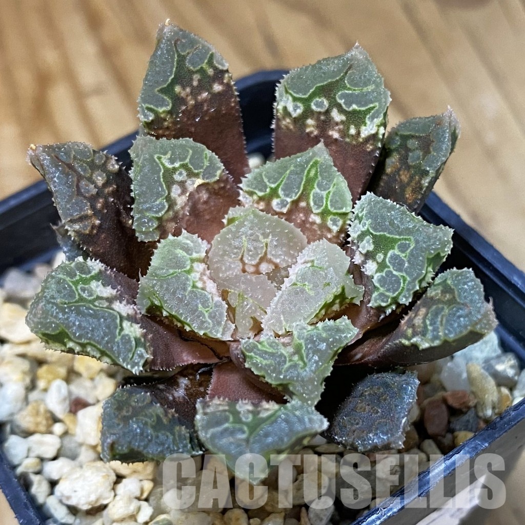 SH34996 Haworthia 'Gorbi' hybrid F2
