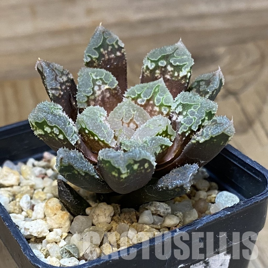 SH34996 Haworthia 'Gorbi' hybrid F2 - Зображення 2