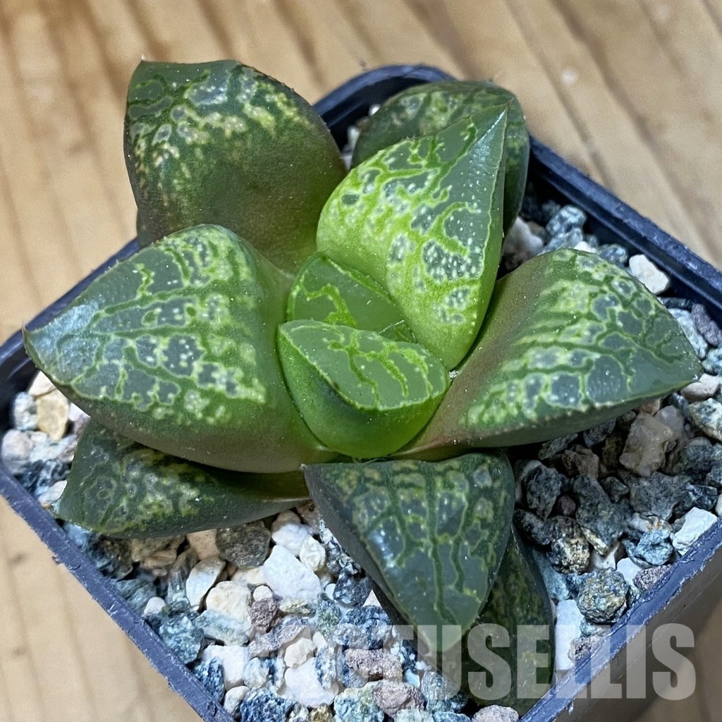 SH34997 Haworthia comptoniana ‘Kamen Butokai’