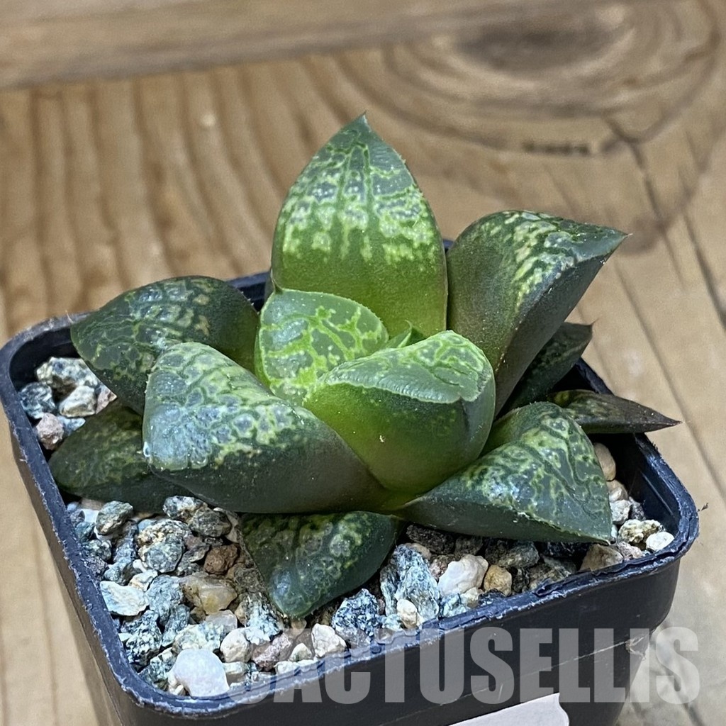 SH34997 Haworthia comptoniana ‘Kamen Butokai’ - Зображення 2