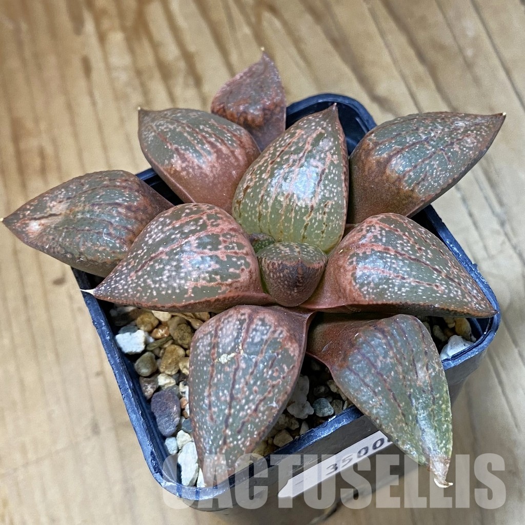 SH35000 Haworthia picta -Japan-, seedling