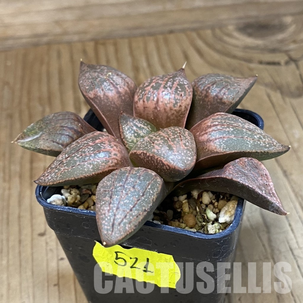 SH35000 Haworthia picta -Japan-, seedling - Зображення 2