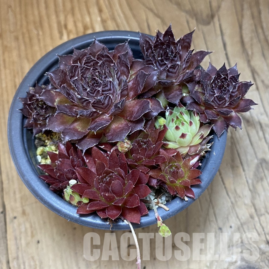 SH35001 Sempervivum mix (cold-resistant) - Зображення 2