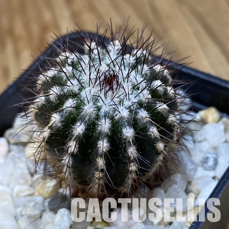 SH34928 Uebelmannia pectinifera, seedling