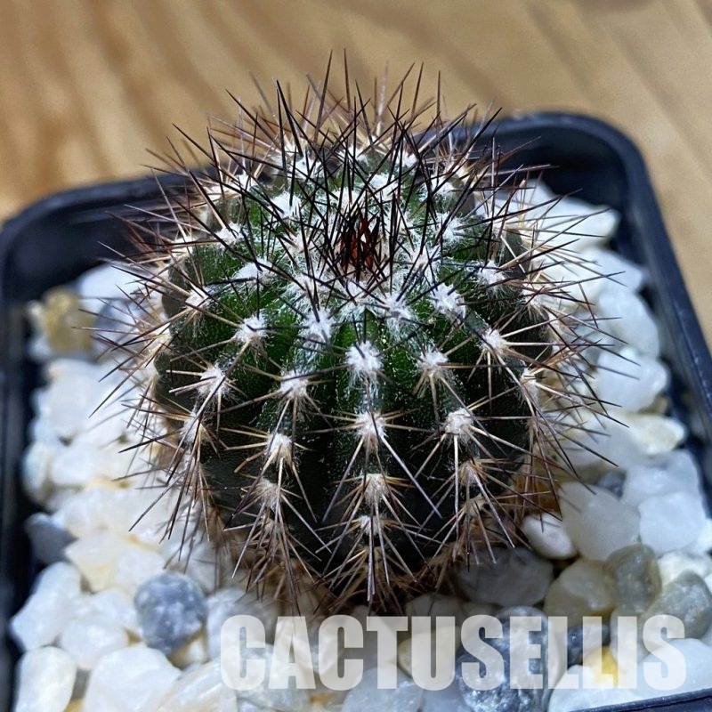 SH34929 Uebelmannia pectinifera, seedling