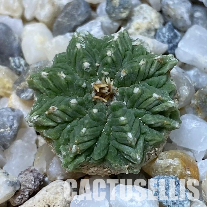 SH34930 Aztekium ritteri VM 619, seedling