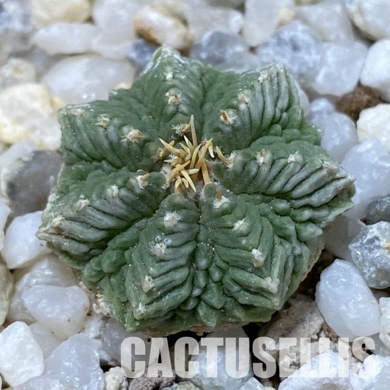 SH34931 Aztekium ritteri VM 619, seedling