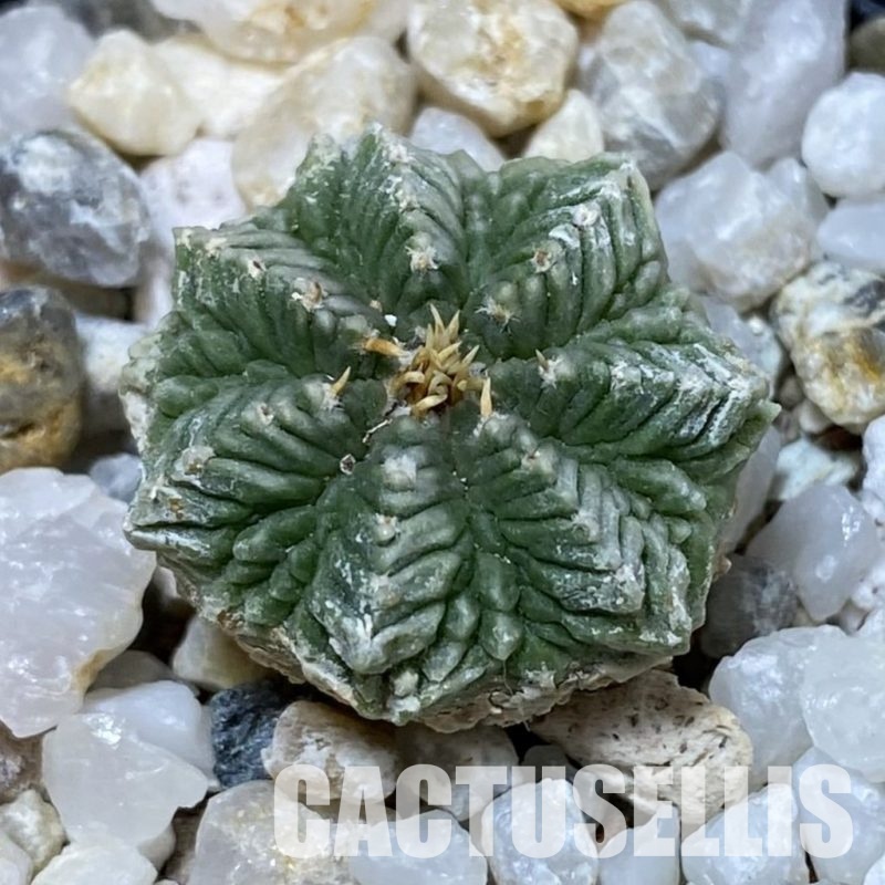 SH34932 Aztekium ritteri VM 619, seedling