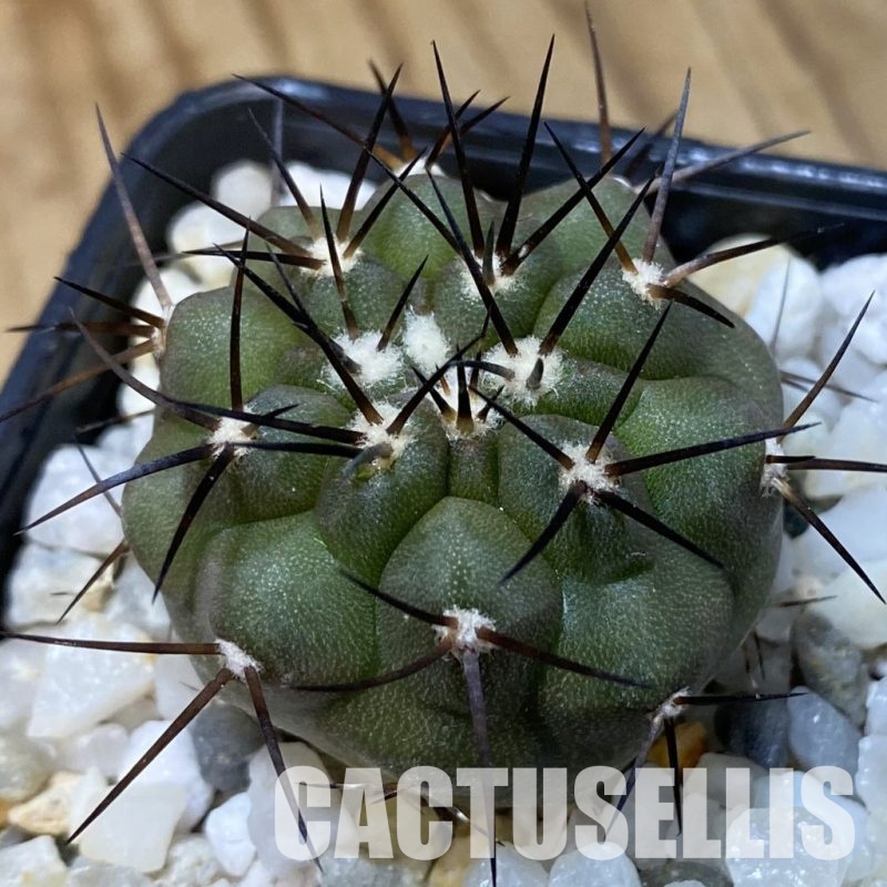 SH34933 Copiapoa cinerea f. solitaria PHA 3026, seedling
