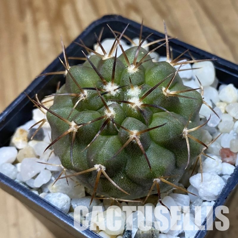 SH34934 Copiapoa cinerea f. solitaria PHA 3026, seedling