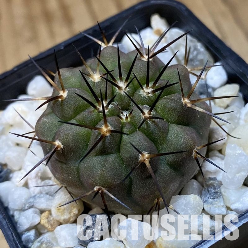 SH34935 Copiapoa cinerea f. solitaria PHA 3026, seedling