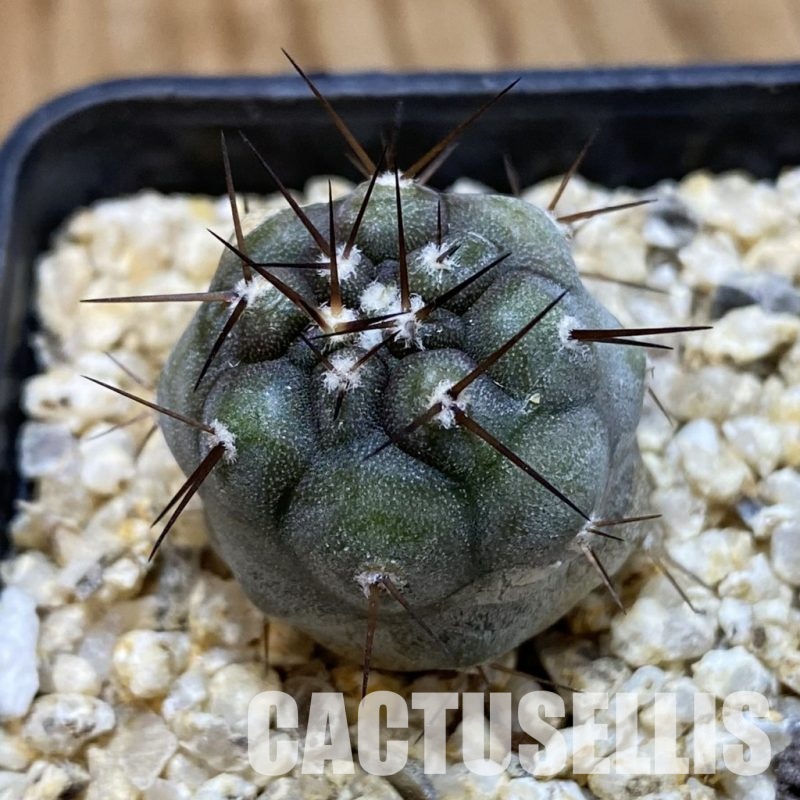 SH34936 Copiapoa cinerea -Perales-